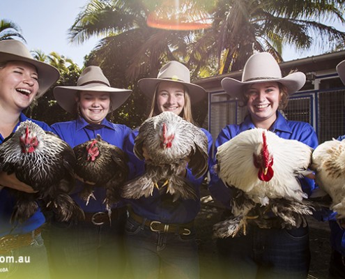 Yeppoon SHS_06 Yeppoon SHS: Geflügel von der Schulfarm