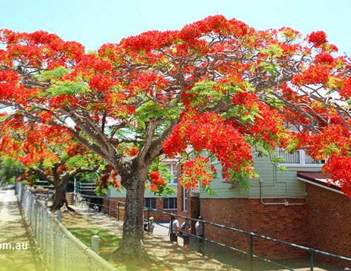 Balmoral SHS_05 Balmoral SHS: Schulgelände