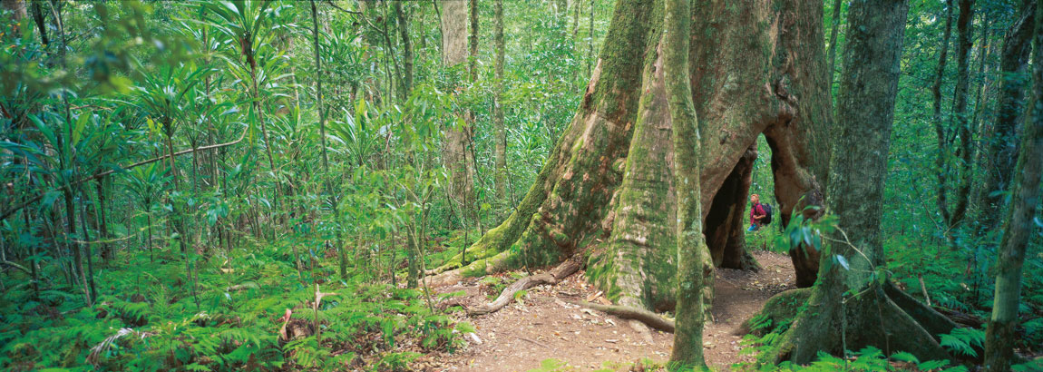 Warwick: Main Range National Park Warwick: Main Range National Park