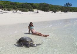 Turtle auf North-West Island Turtle auf North-West Island