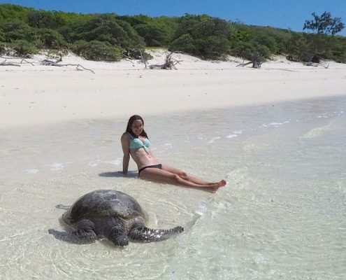 Turtle auf North-West Island Turtle auf North-West Island