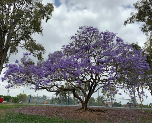Corinda State High School 6 Corinda State High School 6