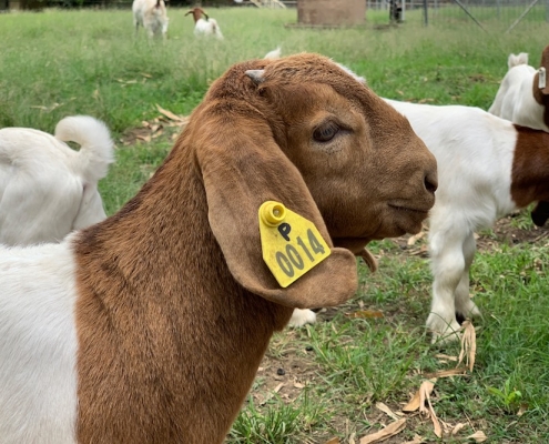 Corinda State High School 8 Corinda State High School 8