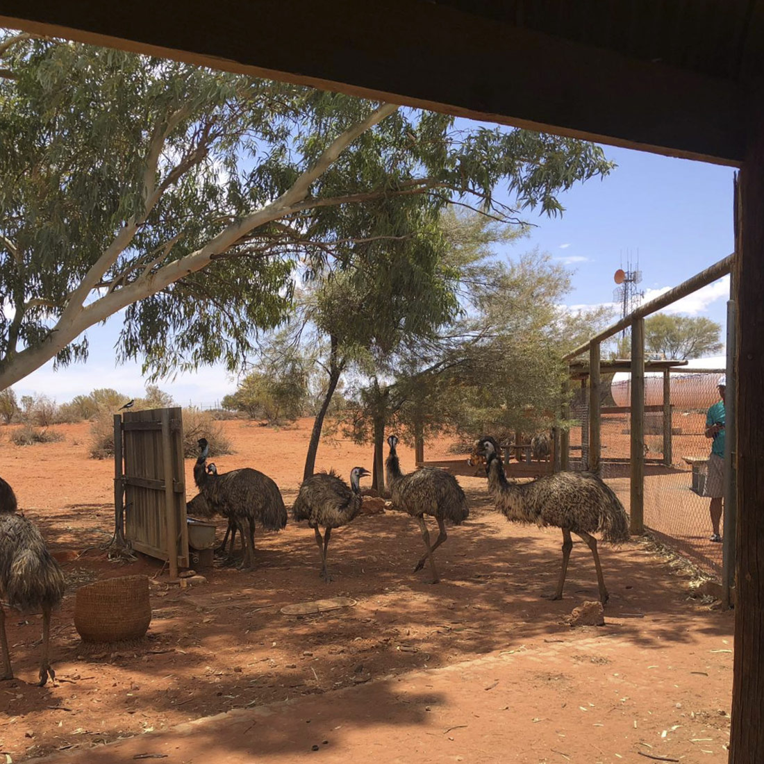 Straußenfarm Straußenfarm