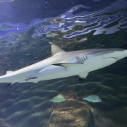 Hai im Sea Life Aquarium