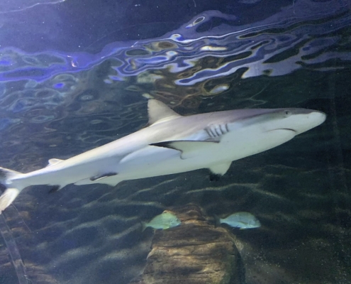 Hai im Sea Life Aquarium