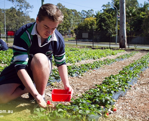 Helensvale State High School 3 Helensvale State High School 3