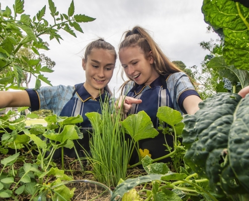 6. Immanuel College Food and Hospitality Garden 6. Immanuel College Food and Hospitality Garden
