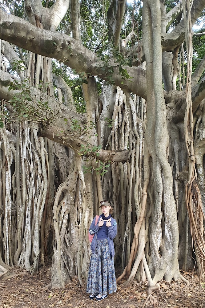 Cora im Daisy Hill Koala Centre