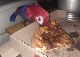 Birds love Pizza Birds love Pizza