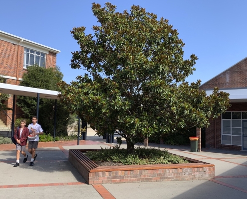 scotch_oakburn_coll_8