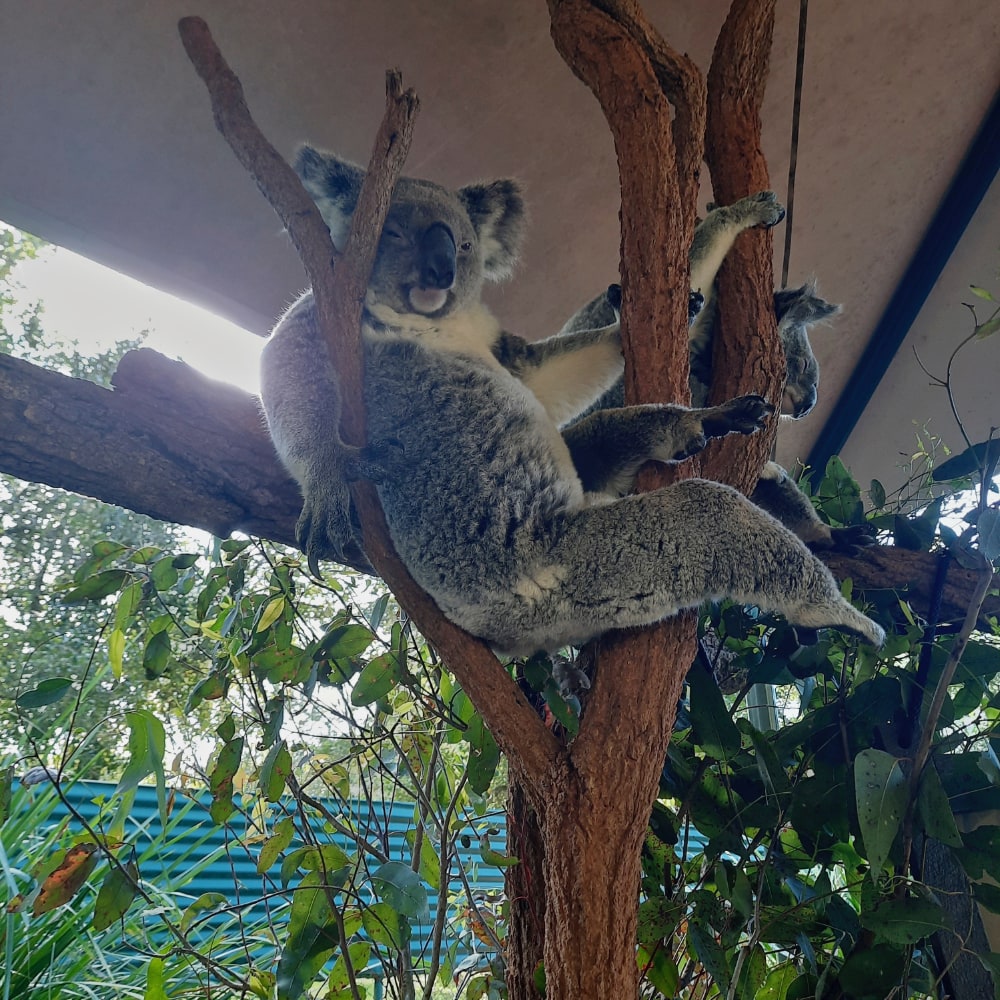 Cora - Koala im Australia Zoo Cora - Koala im Australia Zoo