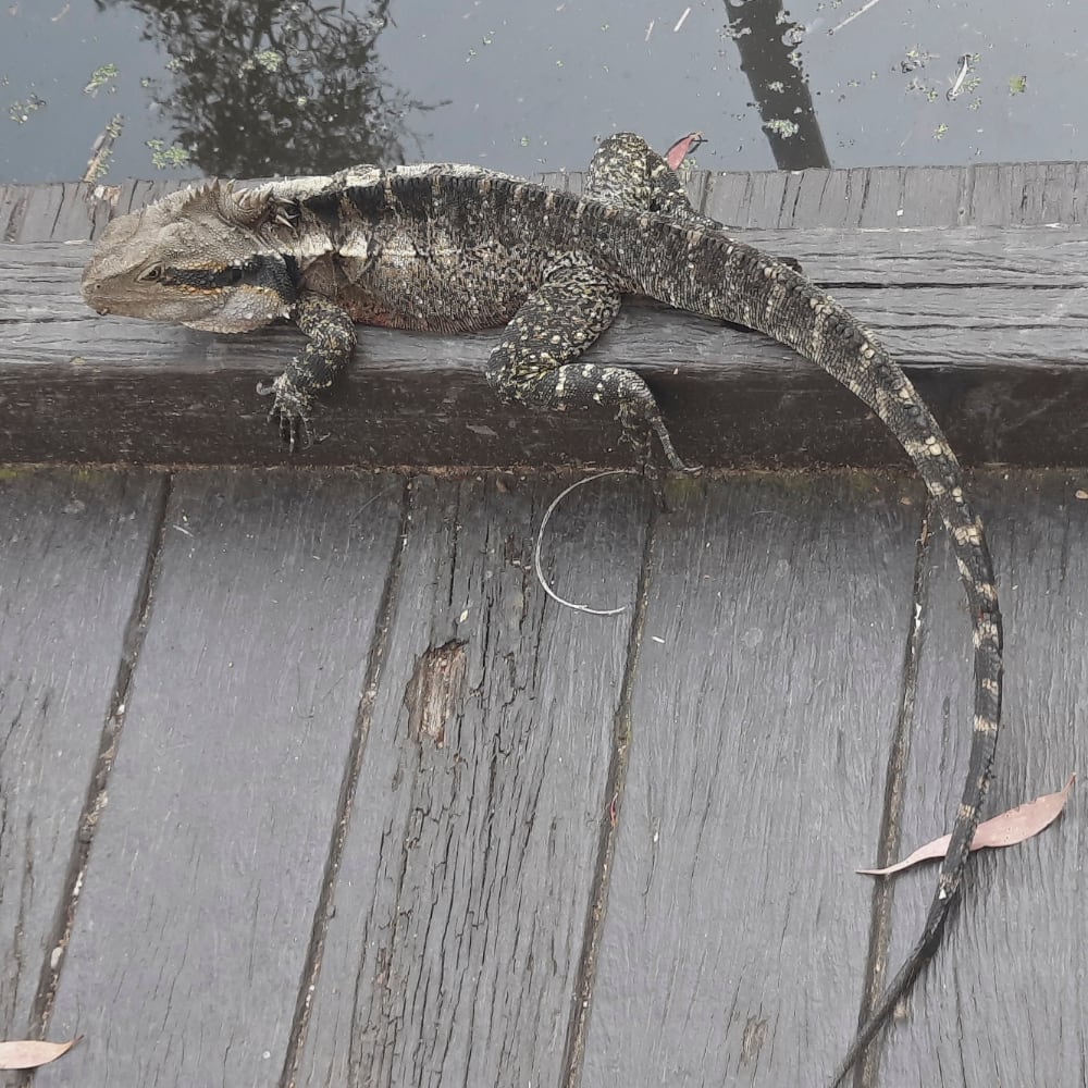 Cora - Lizzard im Roma Street Parkland Cora - Lizzard im Roma Street Parkland