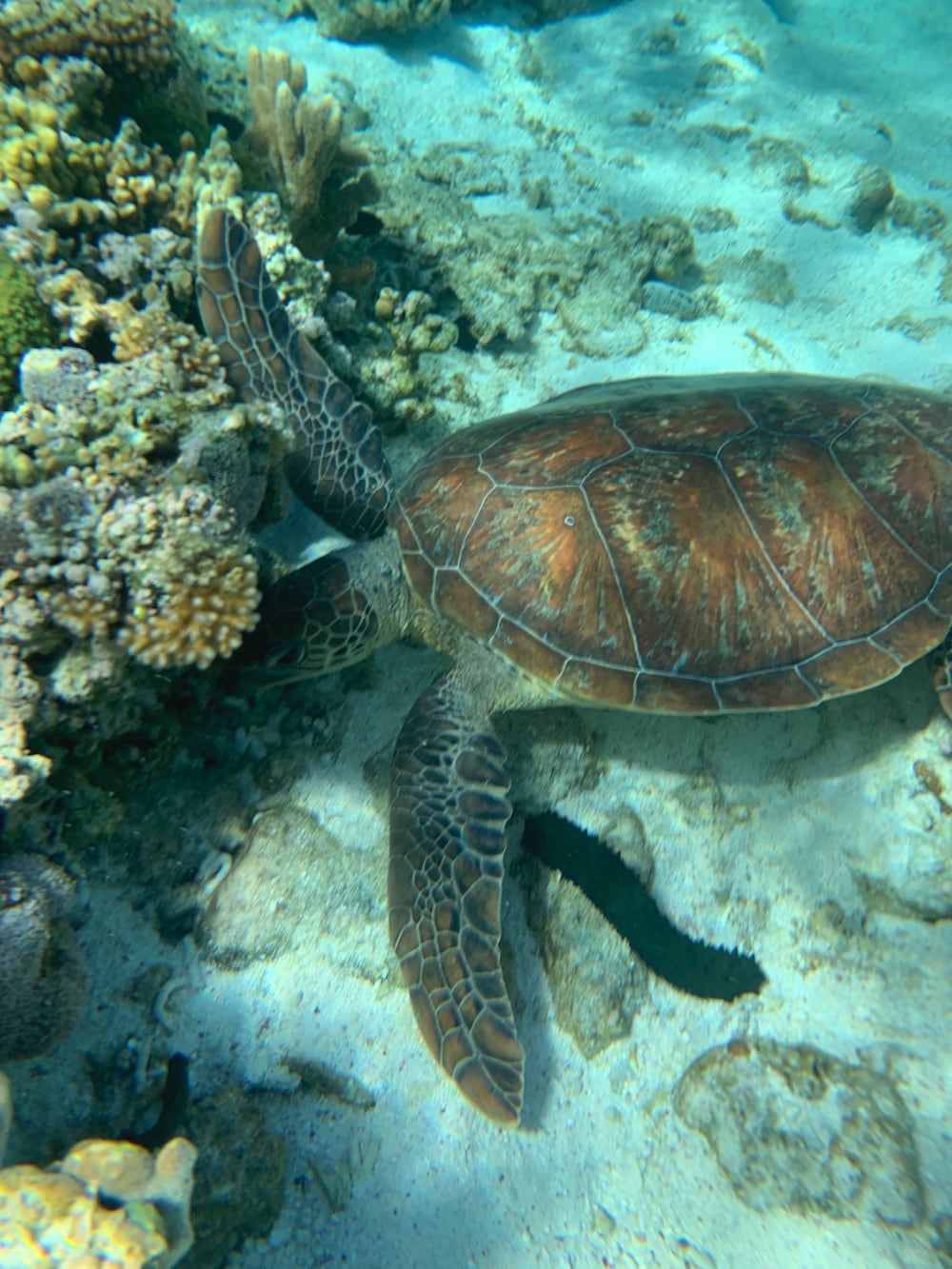 Leni "Lady Elliot Island" Leni "Lady Elliot Island"