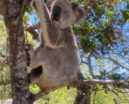 Koala Koala