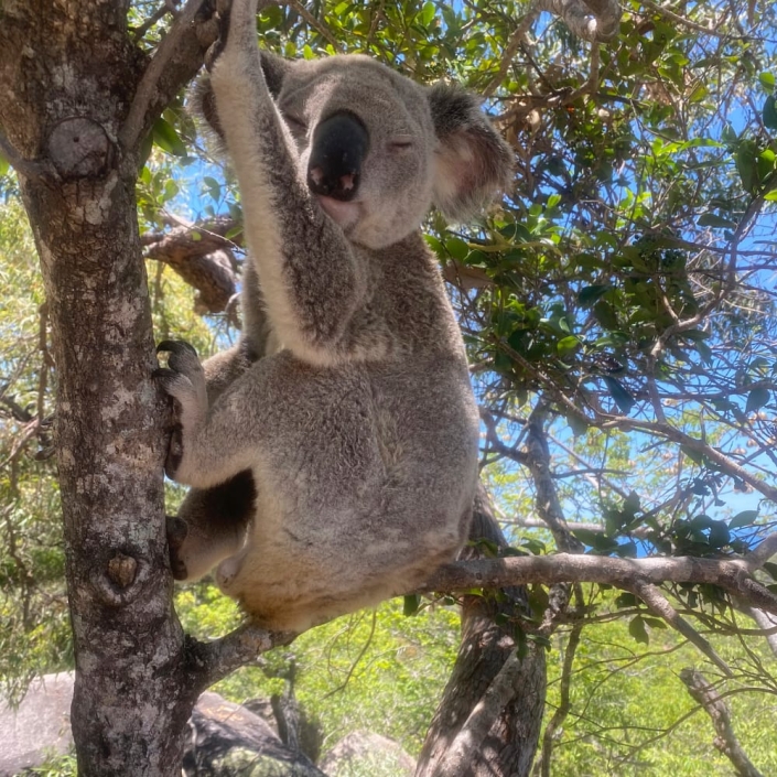 Koala Koala