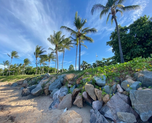 Palmen in Townsville Palmen in Townsville