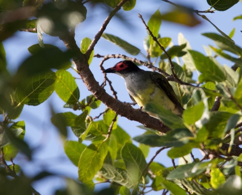 Exotischer Vogel 3 Exotischer Vogel 3