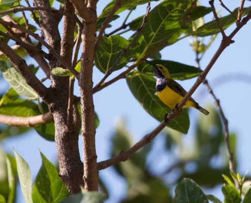 Exotischer Vogel 2 Exotischer Vogel 2