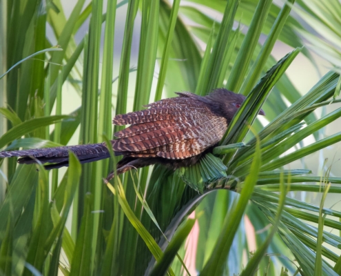 Exotischer Vogel 1 Exotischer Vogel