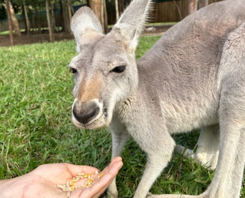 Känguru Fütterung Känguru Fütterung