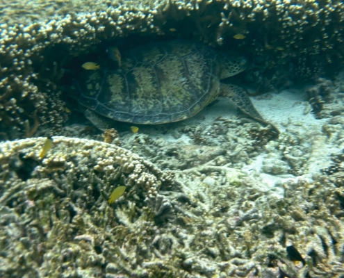 Sea Turtle Sea Turtle