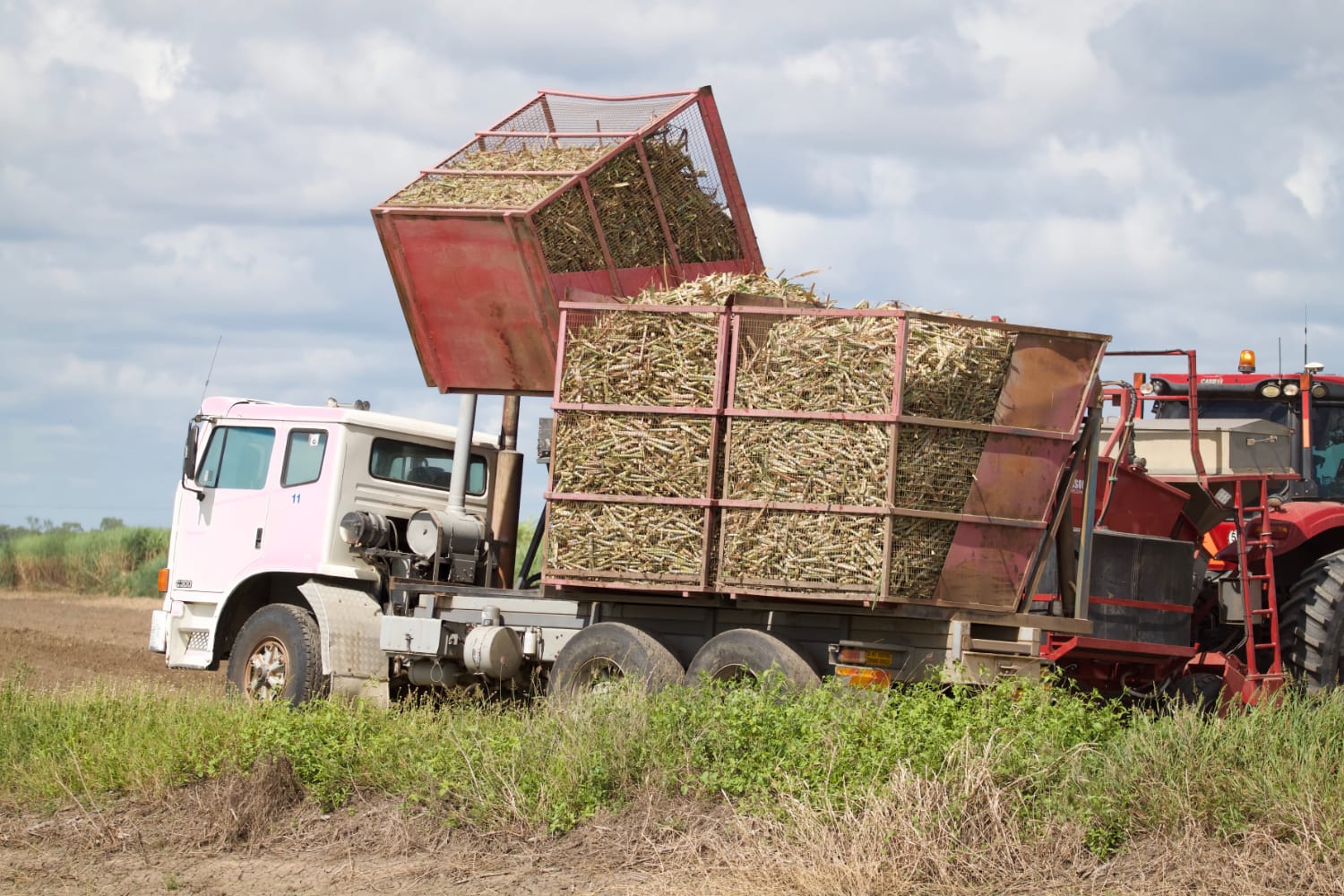 Zuckerrohrernte Zuckerrohrernte