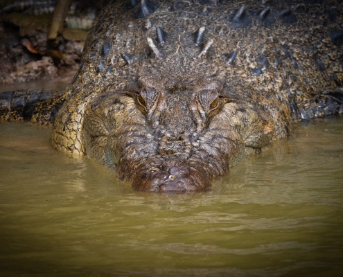 Krokodil von vorn Krokodil von vorn