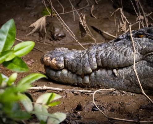Krokodil von der Seite Krokodil von der Seite