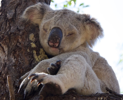 Koala Koala