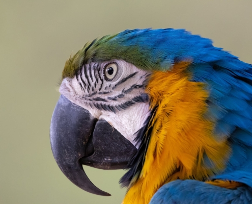 Gelbbrust-Ara Gelbbrust-Ara