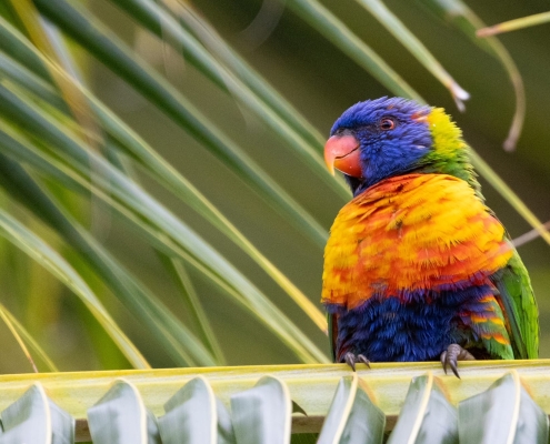 Rainbow Lorikeet Rainbow Lorikeet