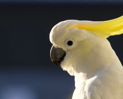 Gelbhaubenkakadu Gelbhaubenkakadu