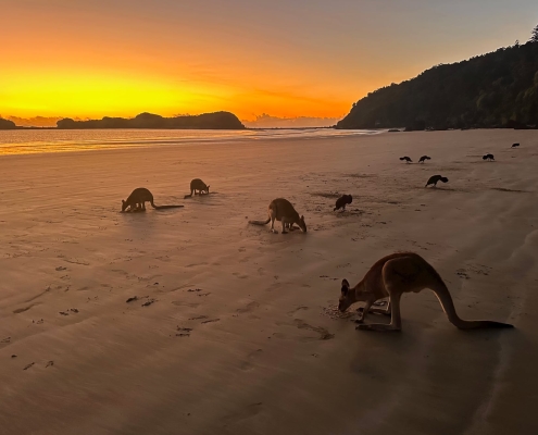 Kängurus am Strand Kängurus am Strand
