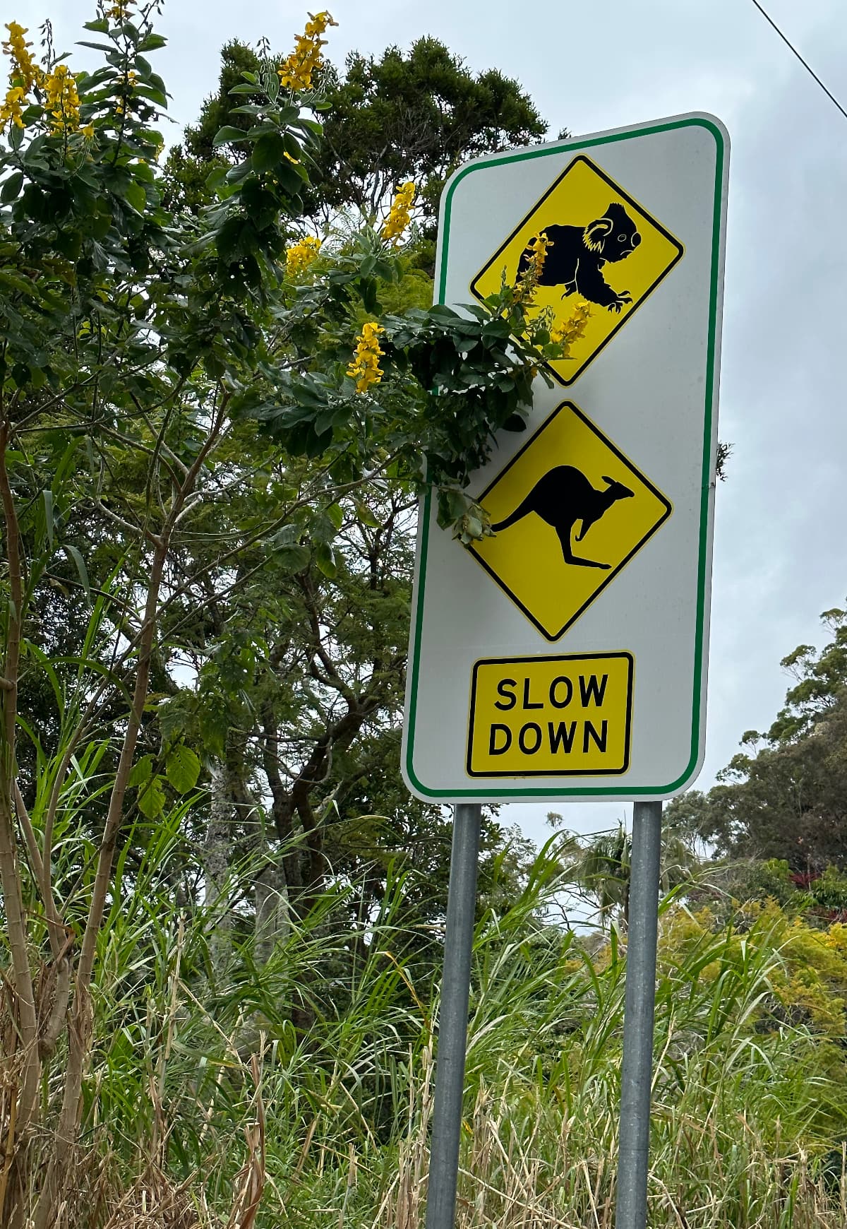 Verkehrsschild Verkehrsschild Achtung Koalas