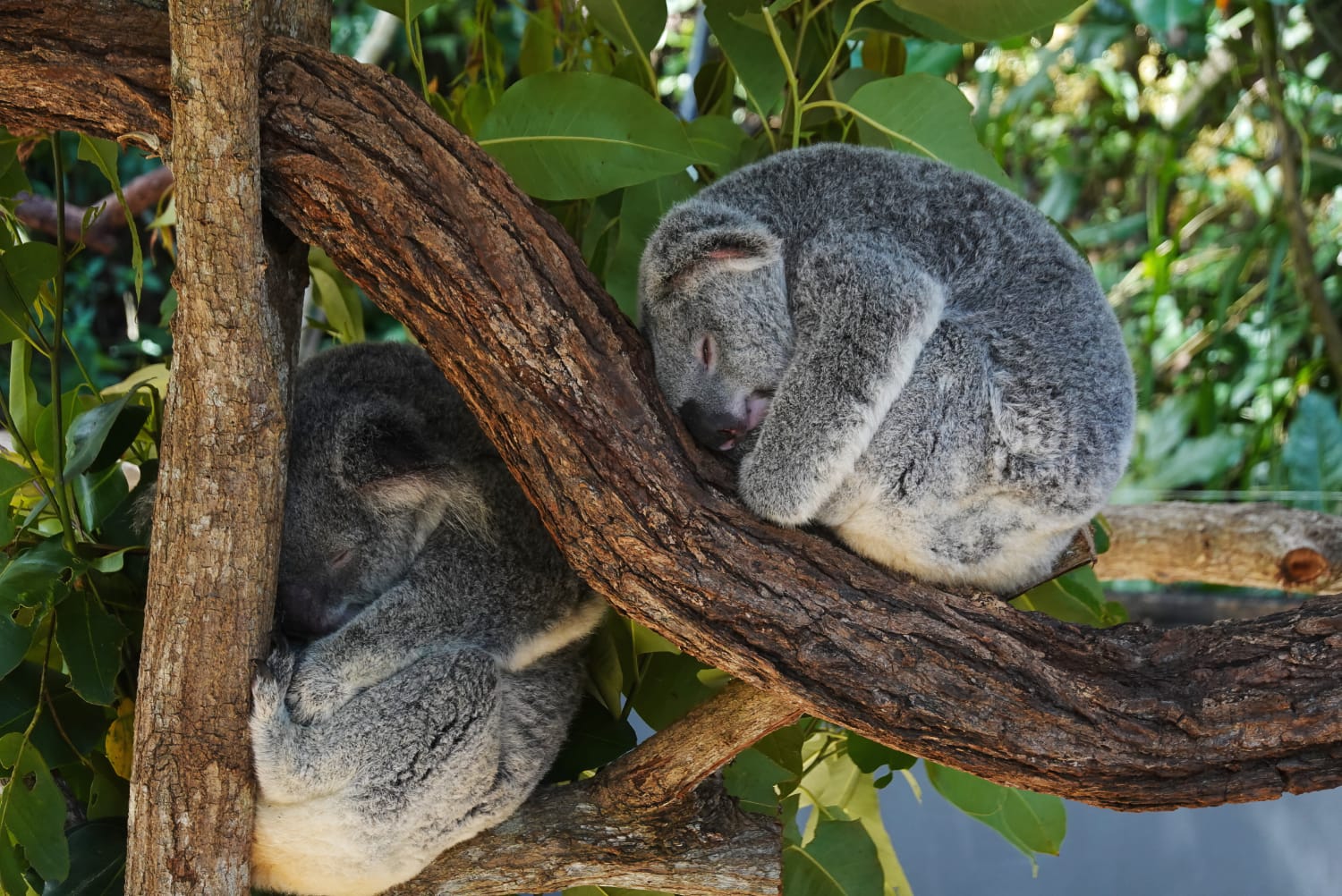 Koala Zwei Koalas im Baum