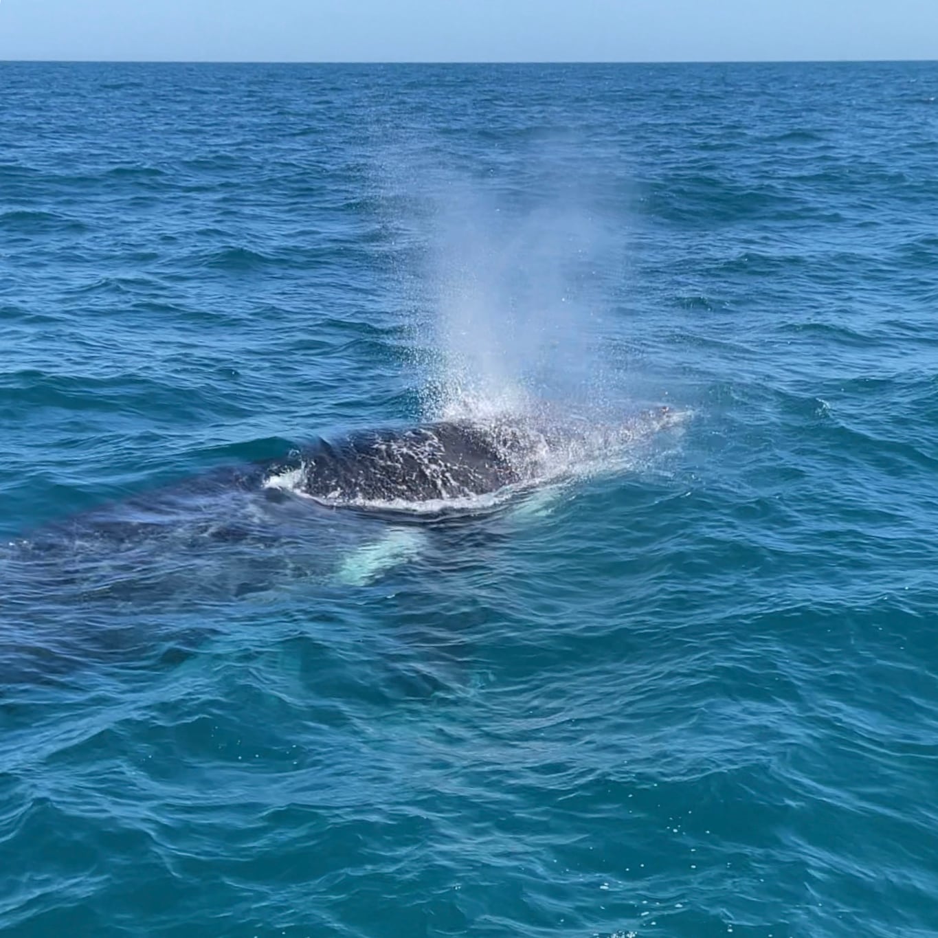 Whalewatching Whalewatching