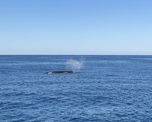 Whalewatching Whalewatching
