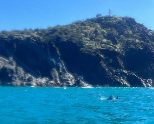 Double Island Point Lighthouse mit Delfinfamilie Double Island Point Lighthouse mit Delfinfamilie