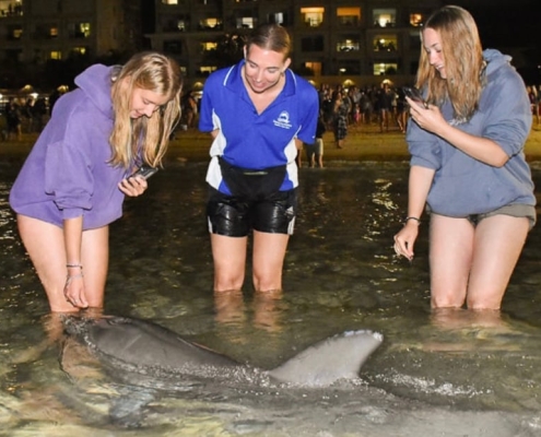 Delfine füttern auf Tangalooma Delfine füttern auf Tangalooma