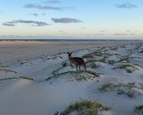 Känguru auf Bribie Island Känguru auf Bribie Island