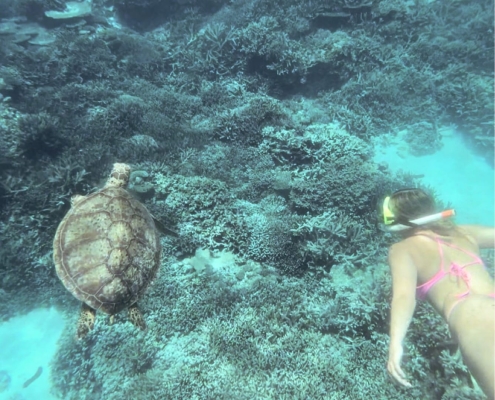 Turtle auf Lady Elliot Island Turtle auf Lady Elliot Island