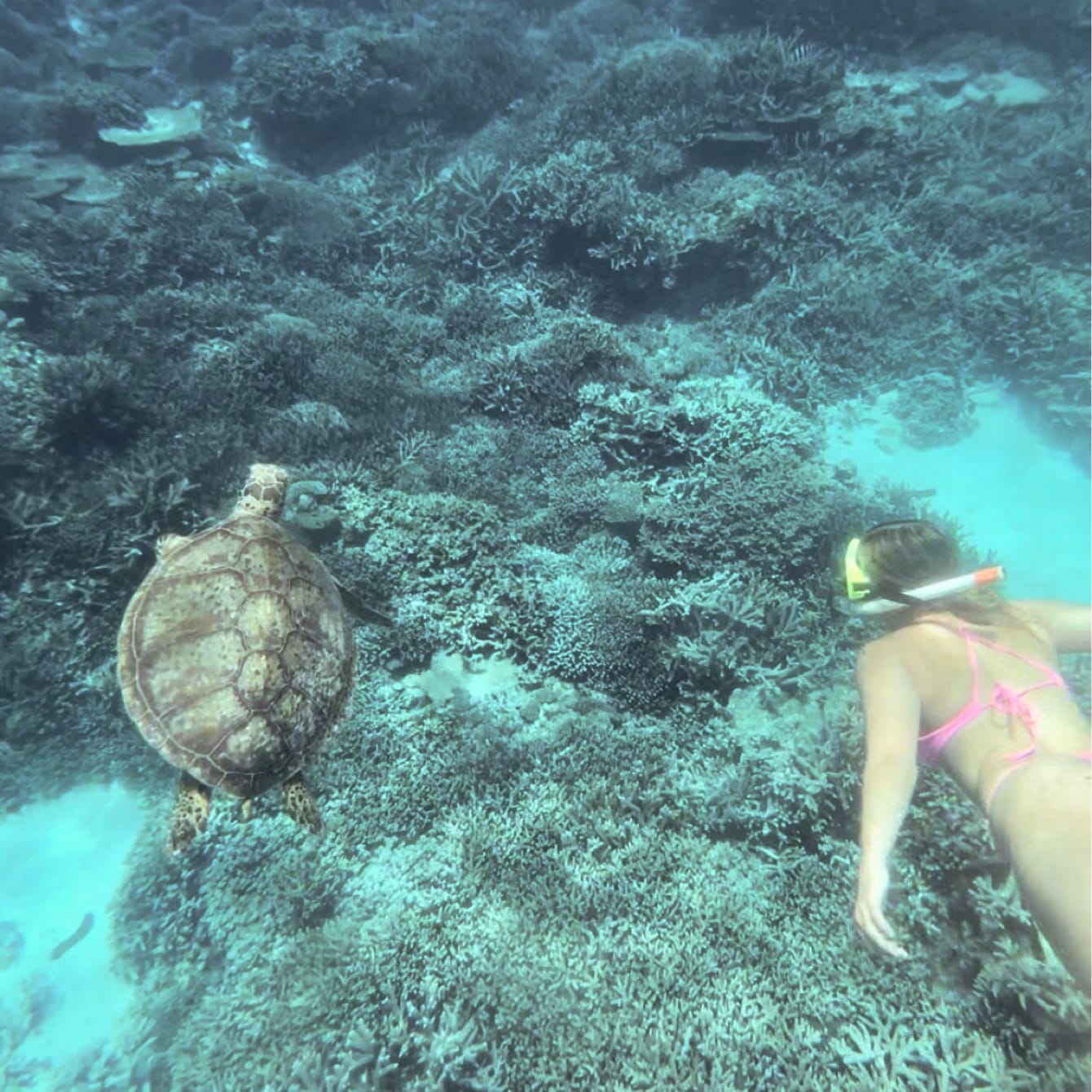 Turtle auf Lady Elliot Island Turtle auf Lady Elliot Island