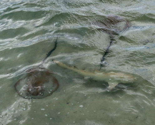 Rochen und Baby Shark Rochen und Baby Shark