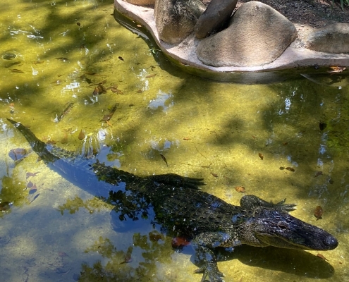 Billabong Sanctuary 2 Billabong Sanctuary 2