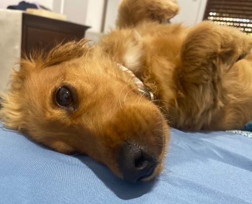 Der Gastfamilienhund Der Gastfamilienhund