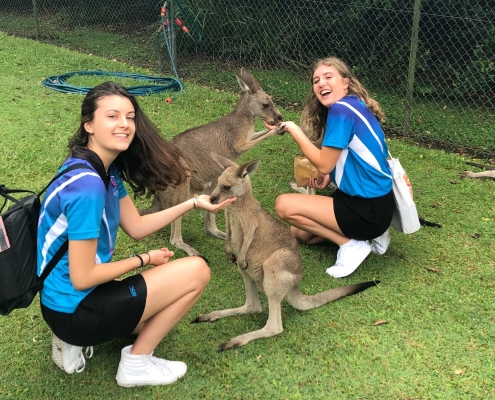 Kängurus im Australia Zoo Kängurus im Australia Zoo
