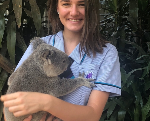 Australian Animals: Koala Australian Animals: Koala