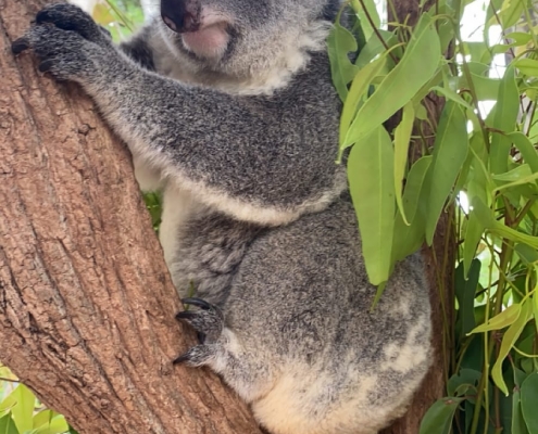 Koala Koala