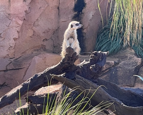 Zoobewohner Zoobewohner